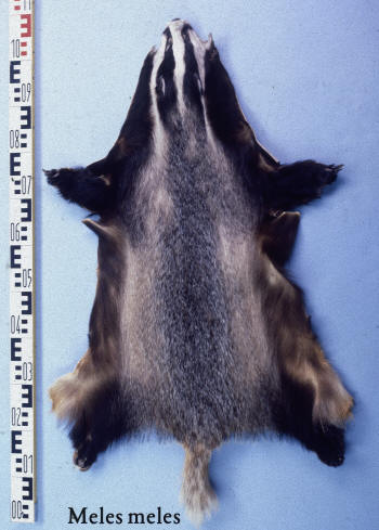 Photo of a badger skin
