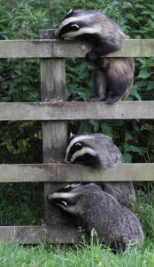 Badgers eat peanut butter off a wooden fence