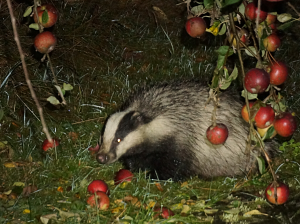 Badger eating windfall apples