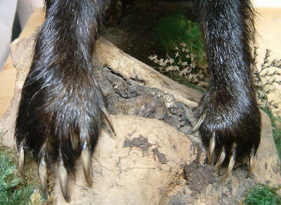 badger_front_feet_claws.jpg